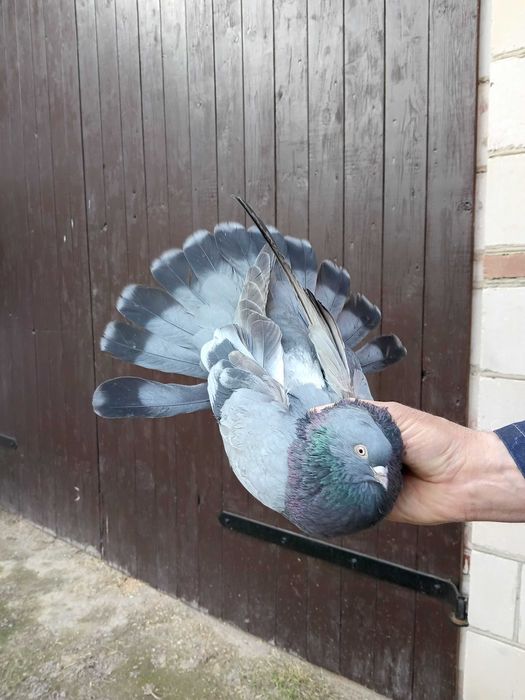 Gołębie orliki- sprzedam