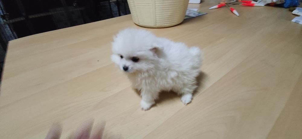 Spitz miniatura  para entrega imediata existe a possibilidade de entrega ao domicílio a combinar agrade