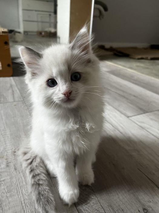 Ragdoll kotka Bi color RODOWÓD