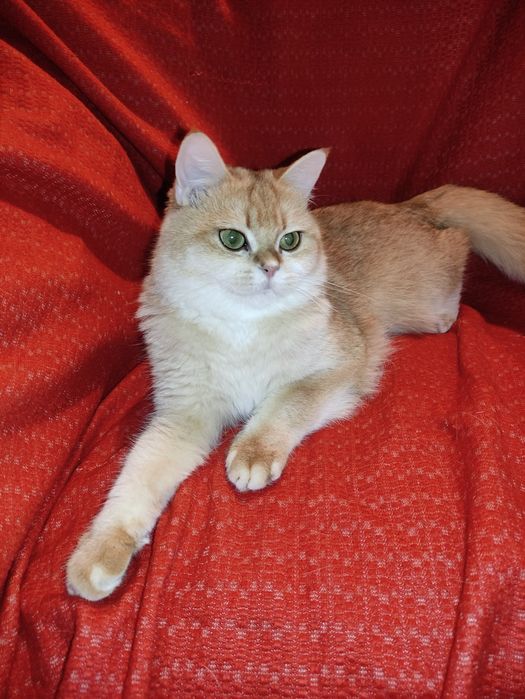 Супер якість дівчинка золота шиншила ny 12