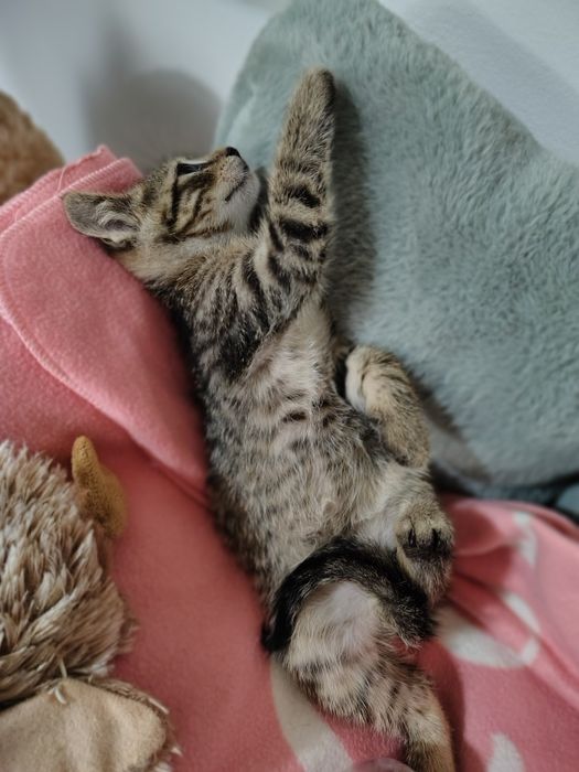 Storczyk i  Chaber 2 miesięczne kociaki do adopcji