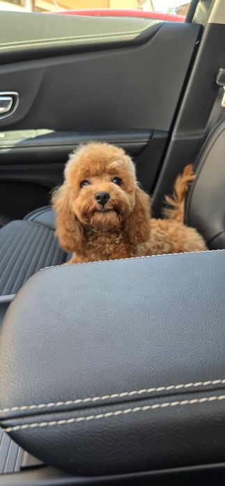 Cavapoo/ zwolniona rezerwacja / dziewczynka po wszystkich szczepieniach