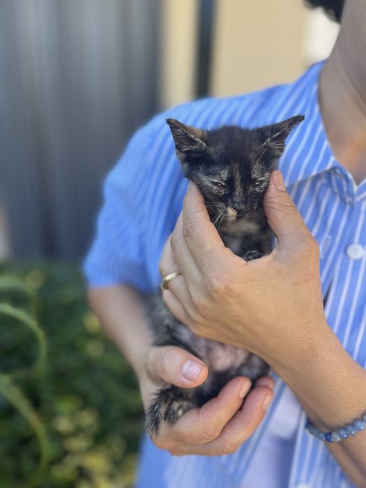 Gatinha para adopcao responsavel
