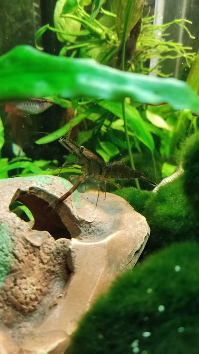 Креветка акваріумна Макробрахіуми кольцерукі Macrobrachium assamense