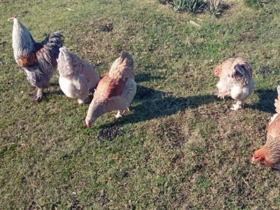 Продаю інкубаційне яйце, Брама фарфорова, лососева, колумбія.