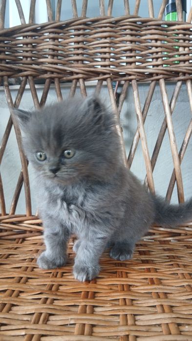 Котик.   2 міс.             .