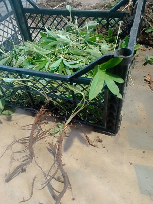 Саджанці п'ятипалу(лапчатка біла)