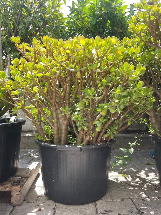 Plantas de vaso grande