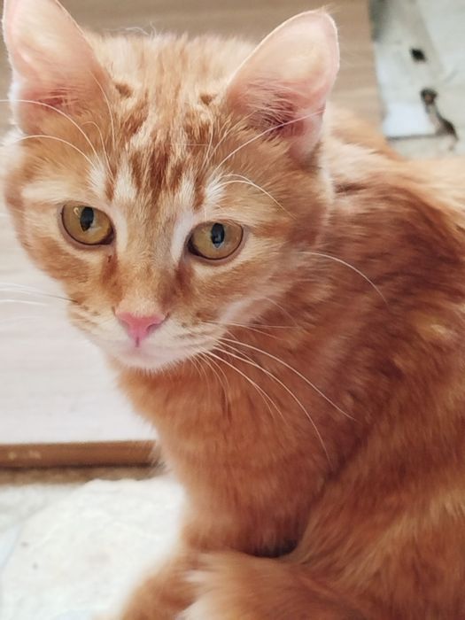 Отдам даром в хорошие руки котят и маму