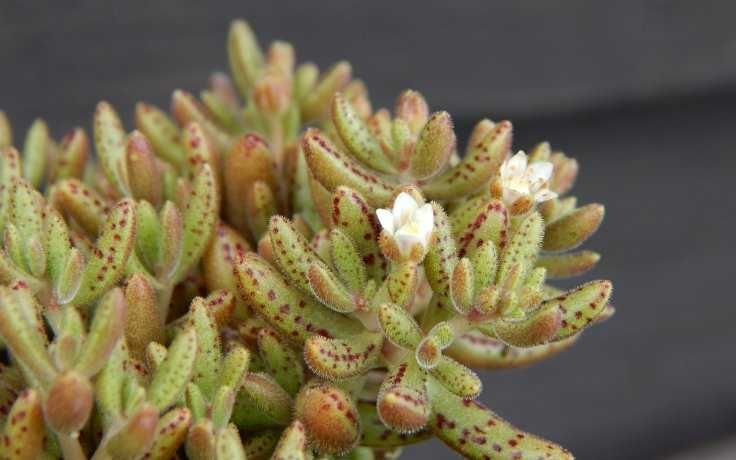 Кактуси, сукуленти красула Гумберта для флораріума