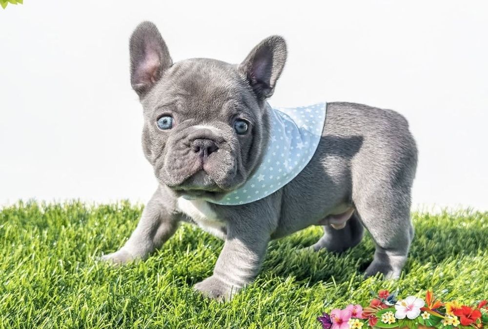 Шикарний хлопчік , блакитний