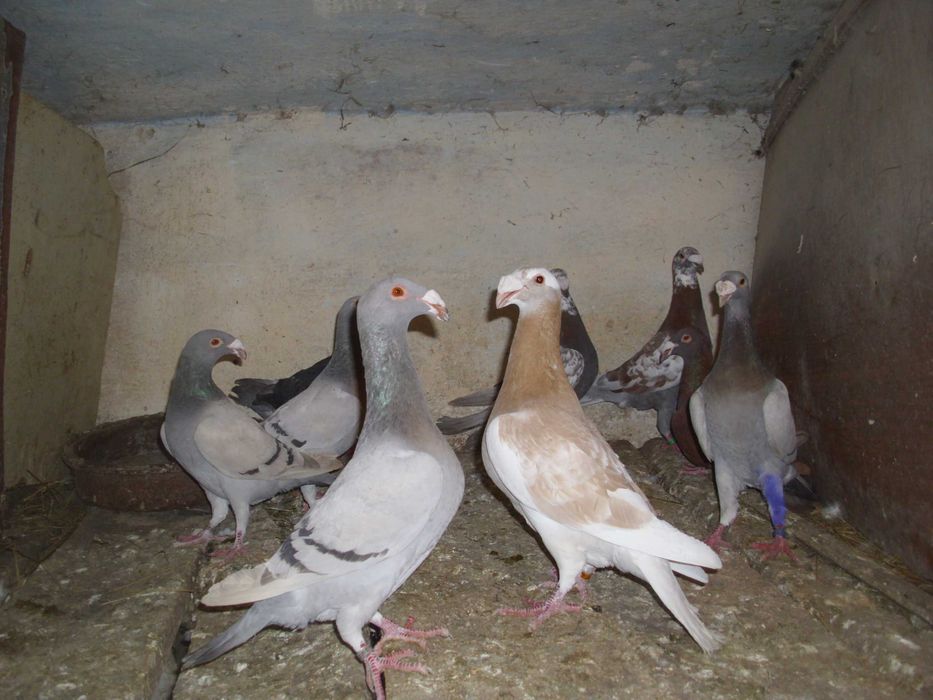 Gołębie rzeszowskie