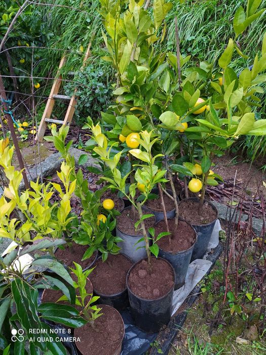 Limoeiros de 4 estações