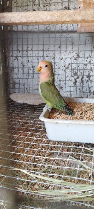 Vendo três rosicolis novos. 40€ cada um. Criador registado no ICNF. Passo declaração de cedência. Em Loulé.