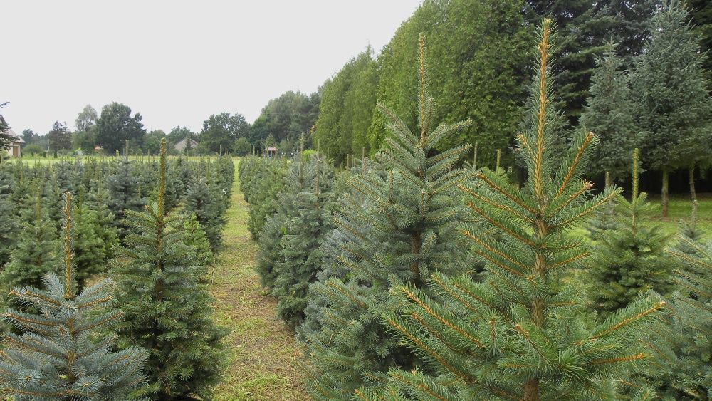 Choinki. Świerki srebrne formowane. 1.0 - 1.8m.