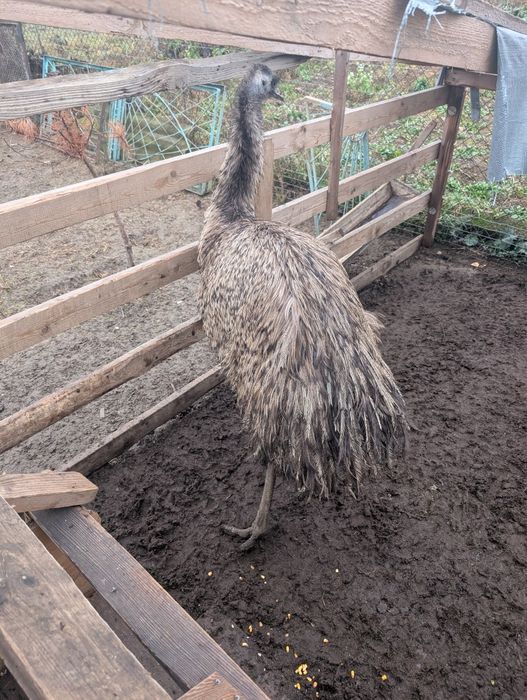 Продам гусей молодих