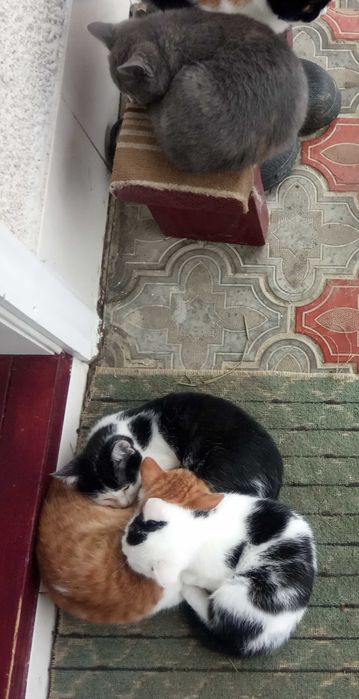 Кошенята бездомні 1 місяць