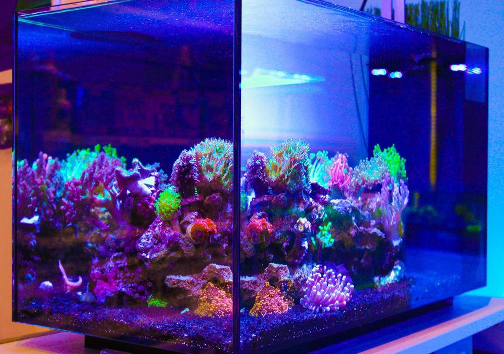 Fluval Sea Evo 52L Aquário Marinho NOVO