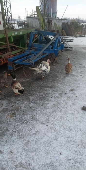 Sprzedam Indory 2025