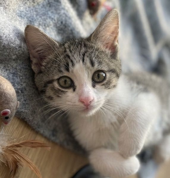 Кошенята тигрові, хлопчики в люблячі руки (кіт, котик, котеня)
