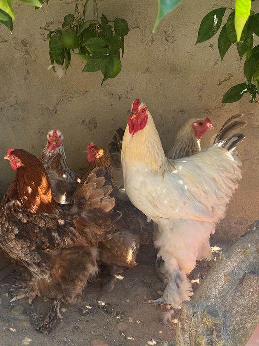Pintos de raça BRAHMA