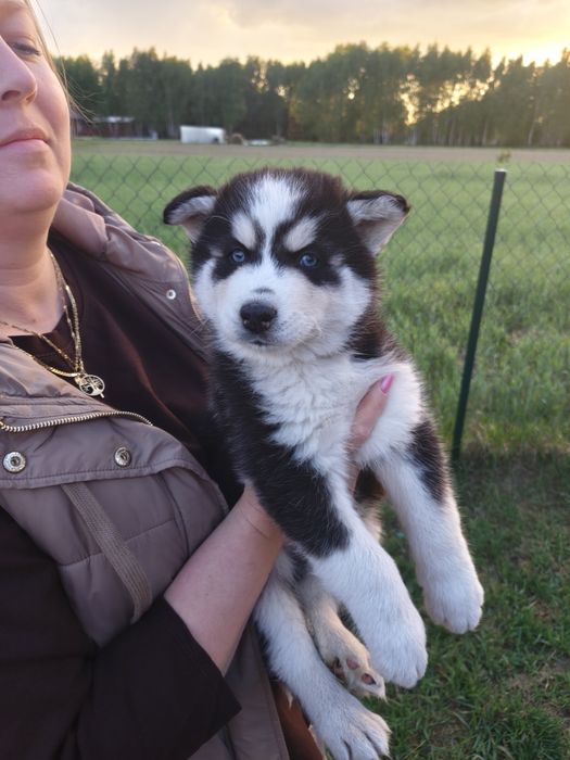 Śliczny piesek Syberian Husky