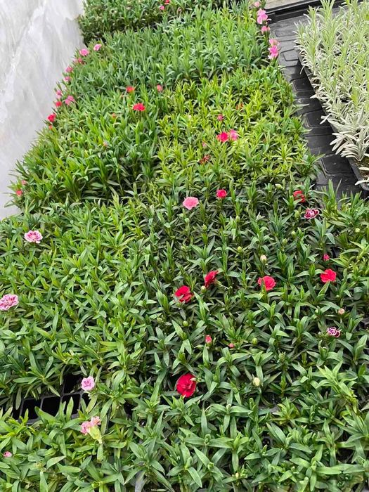 Гвоздика Оскар черенок саджанці