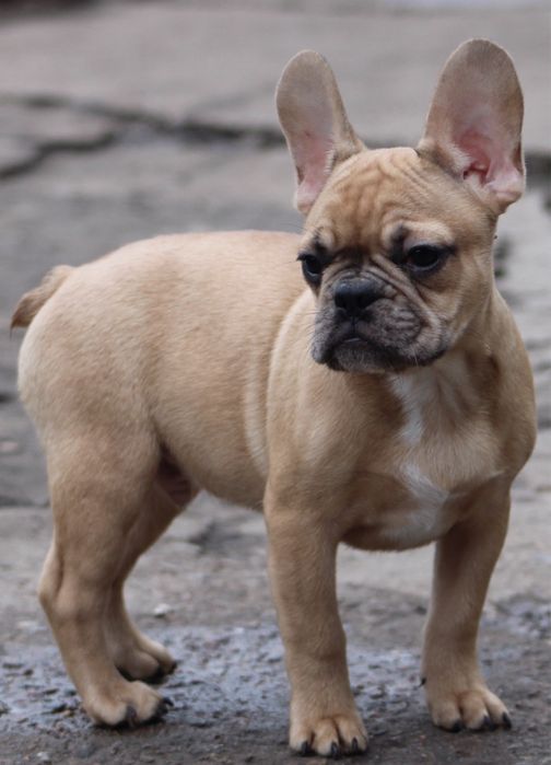 Французький бульдог