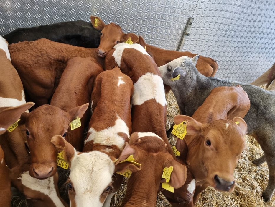 Cielaki na sprzedaż