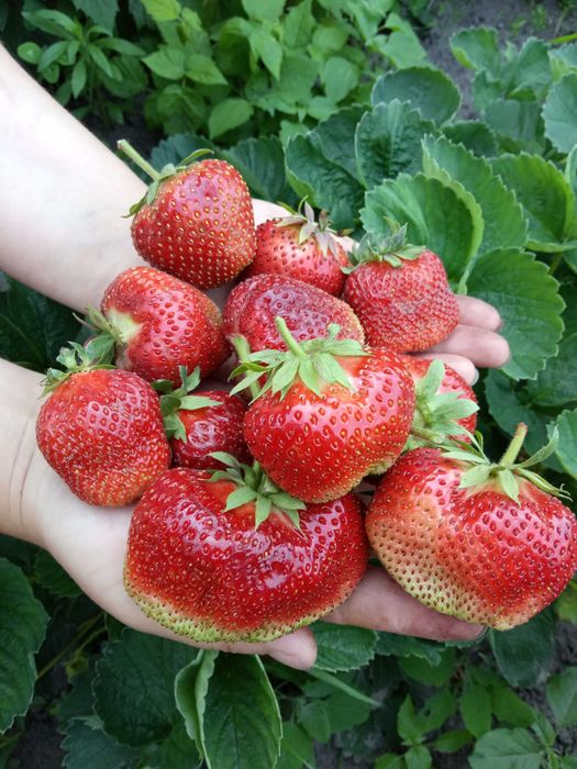 Продам саджанці  полуниці