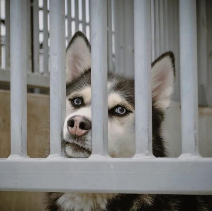 Grubson w typie Husky do odpowiedzianej adopcji