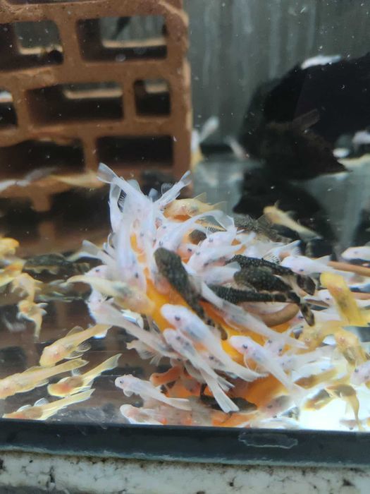 Ancistrus Snow White  Zbrojnik Glonojad