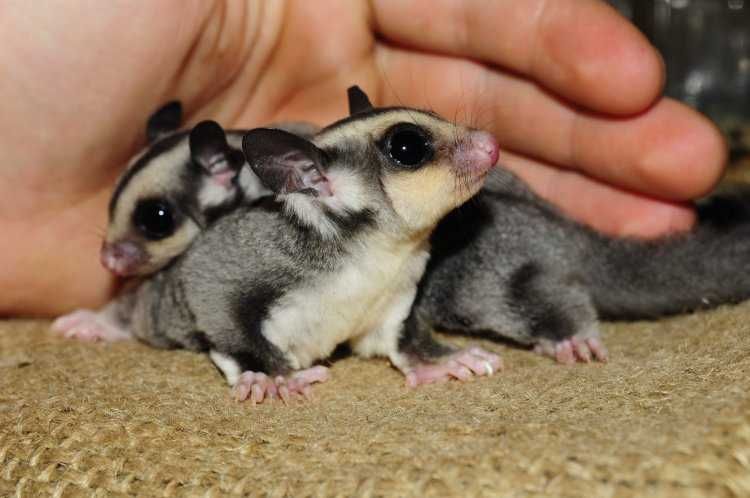 Lotopałanka młoda samczyk i samiczka -- Lopałanki