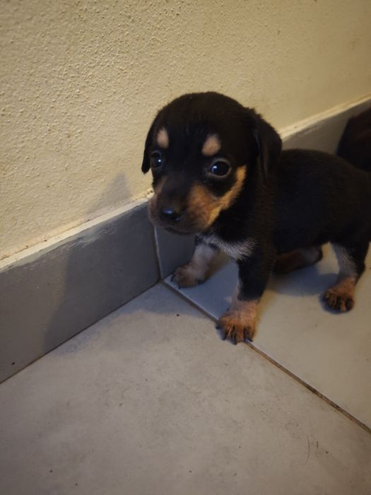 Cãezinhos para adoção responsável