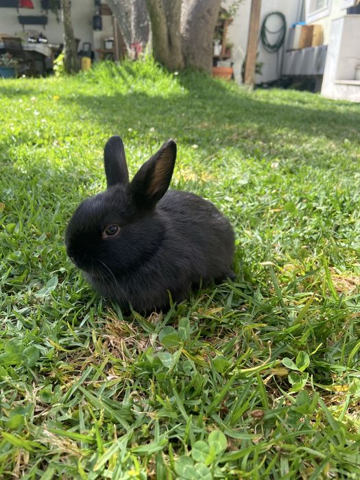 Coelhos anões bebes