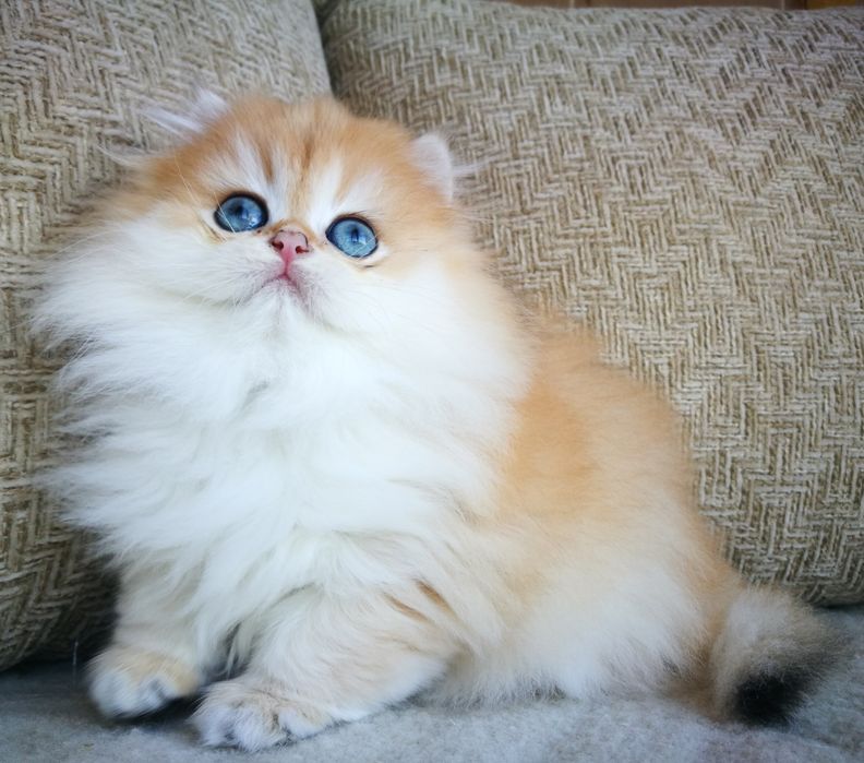 Эффектная и яркая золотая шиншилла