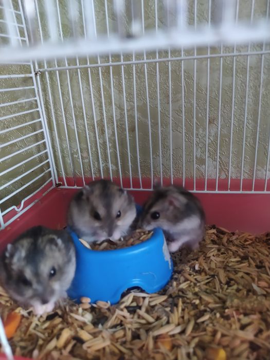 Джунгарик Кременчуг