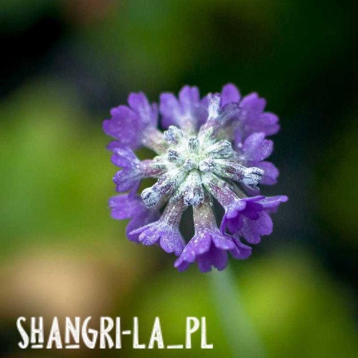 Pierwiosnek himalajski, azjatycki (Primula Capitata)