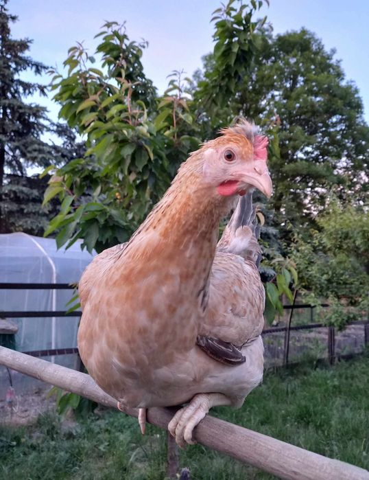 Kury nioski 20 tyg green shell dark shell marans zielonożki zielone jajka czubatki