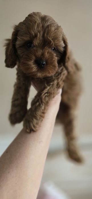 Cavapoo/ dziewczynka