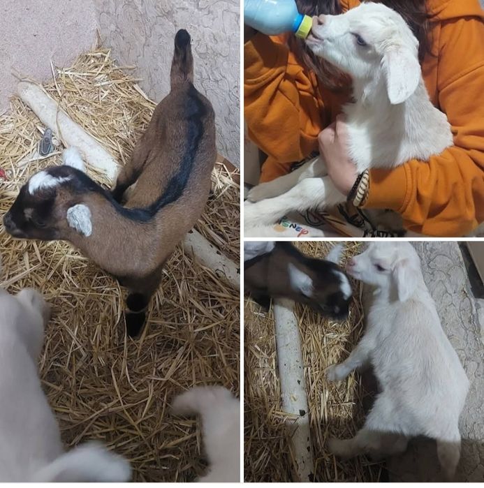 Продам сімейство кіз