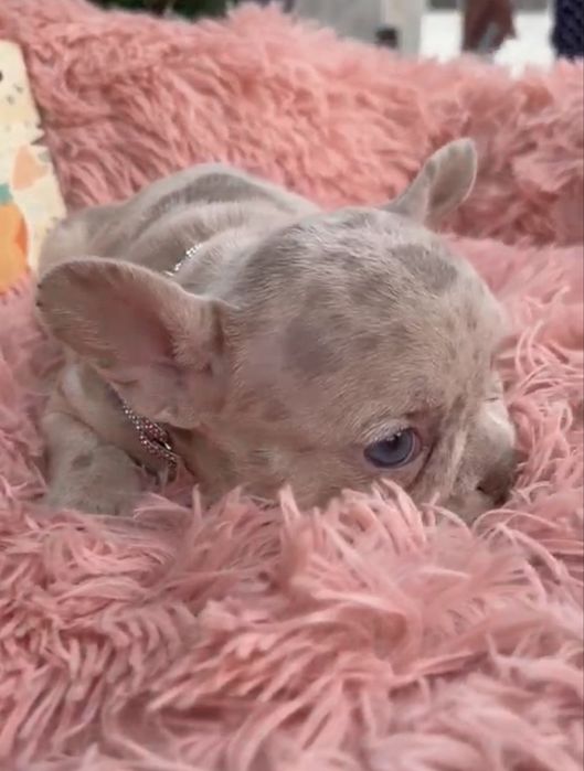 Menina buldog frances lilac merle