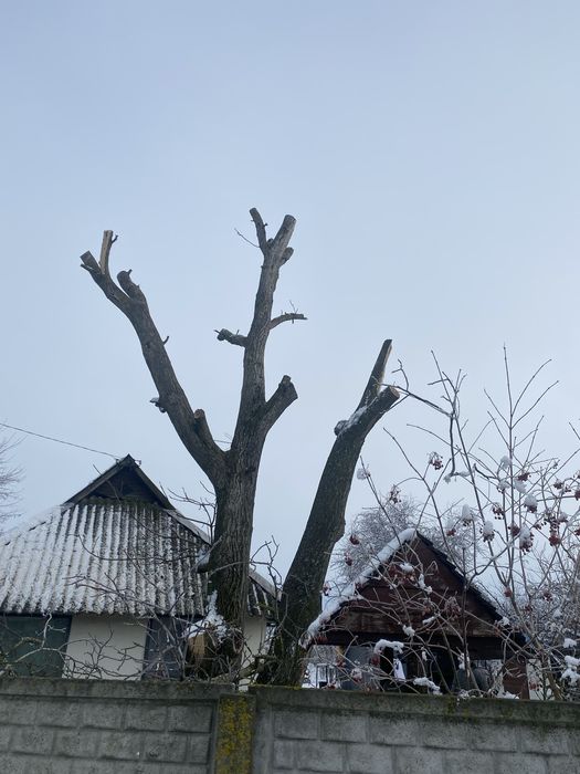 Зрізаня аварійних дерев вирізана розчистка ділянок