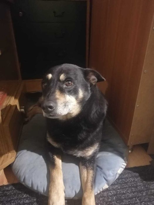 Oddam pieska , maxio