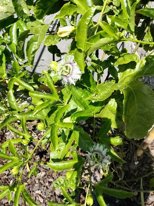 Planta Maracujá vaso