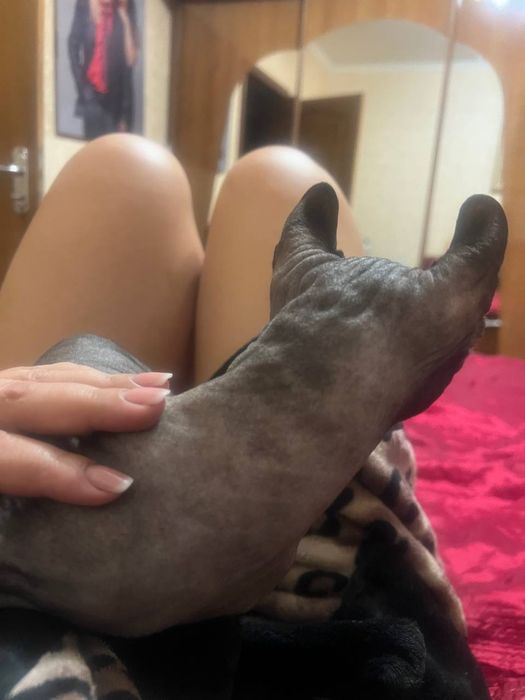 Жених канадский сфинкс бамбино -ельф