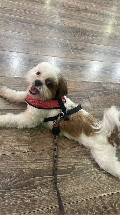 Pet sister em lisboa