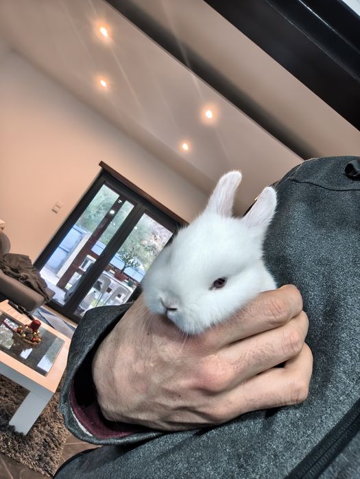 Coelho Mini Holandês