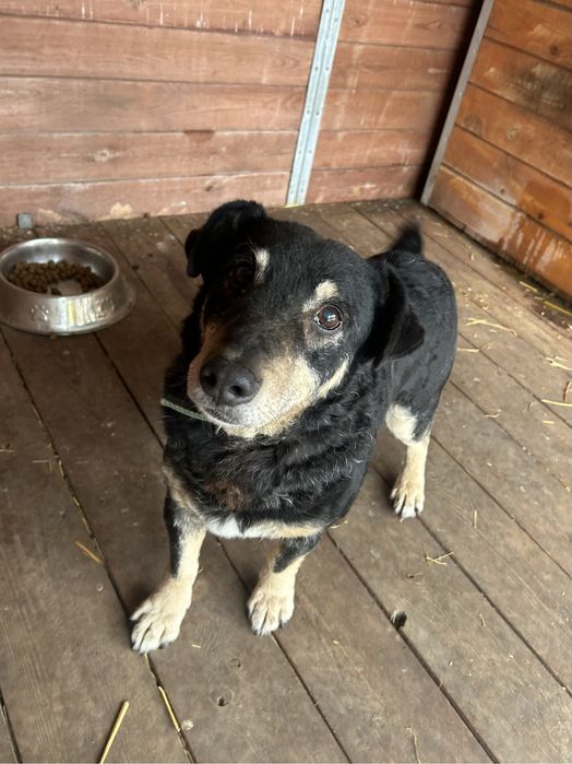 Marty senior do adopcji Kalisz Poznan Wroclaw Lodz