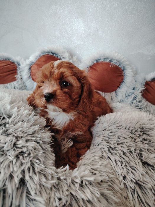 Cavalier-pudel-cavapoo